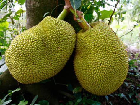 National Fruit Of Bangladesh