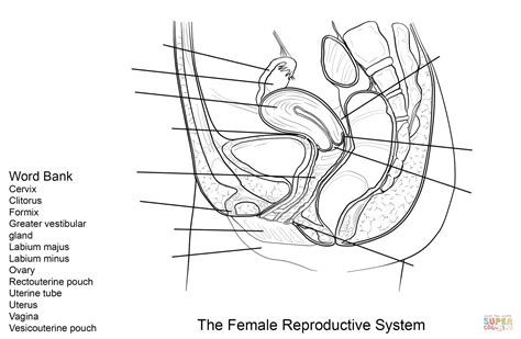 Desenho De Planilha Do Sistema Reprodutor Feminino Para Colorir