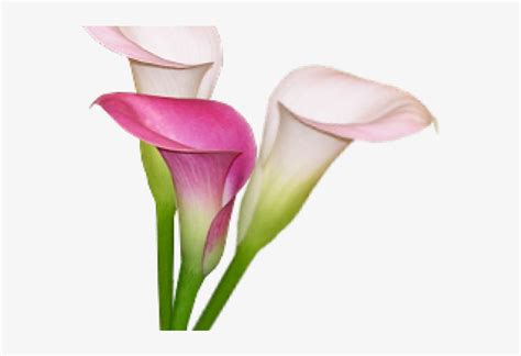 Calla Lily Clipart Pink Giant White Arum Lily PNG Image Transparent