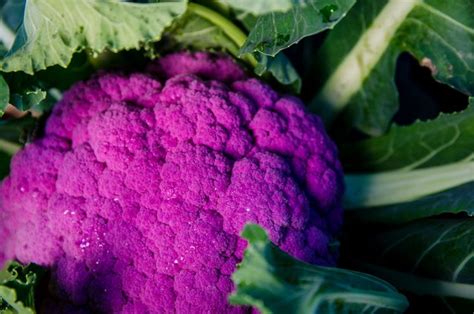 Stahlbush Island Farms Sustainable Fruit Vegetables Cauliflower
