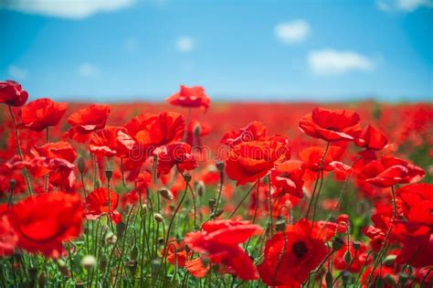 The Southern Sun Illuminates The Fields Of Red Garden Poppies The