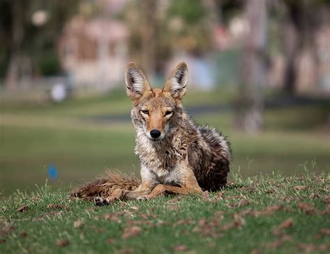 All About Coyotes The New Urban Dogs Welcome Wildlife