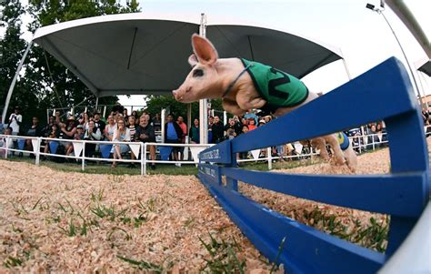 Photos Pig Racing At The Alameda County Fair