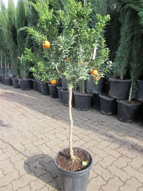 Zitronenlust Onlineshop Für Mediterrane Pflanzen Und Bäume Citrus