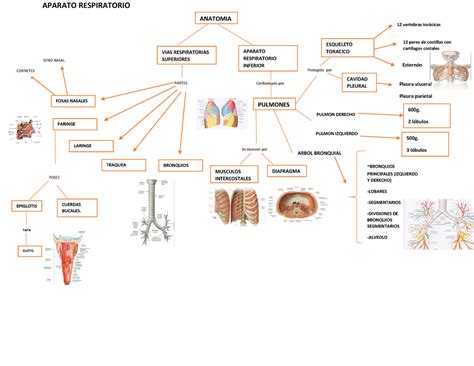 Mapa Conceptual De Anatomia Fisiologia E Intercambio Gaseoso Del