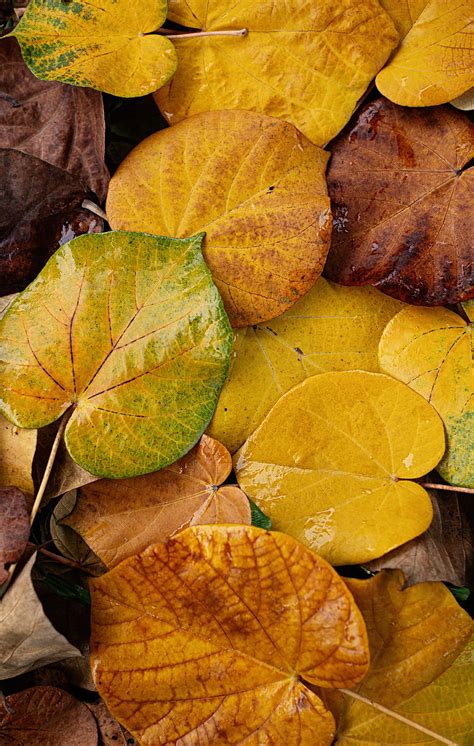 4k Free Download Green And Brown Leaves On Brown Dried Leaves Hd Phone Wallpaper Peakpx