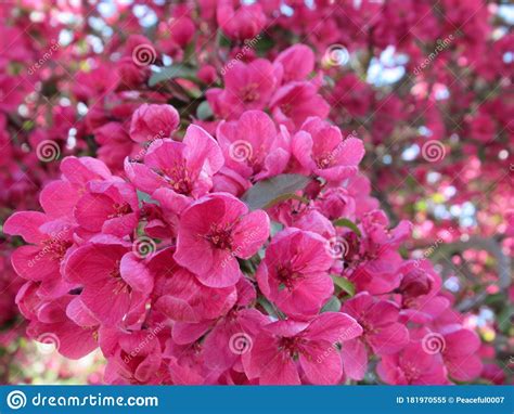 Pretty Bright Cherry Blossom Closeup Pink Flowers Blooming In Mid