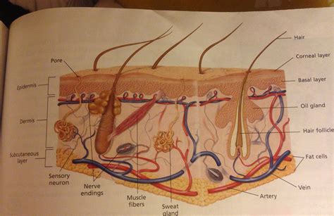 Integumentary System Diagram