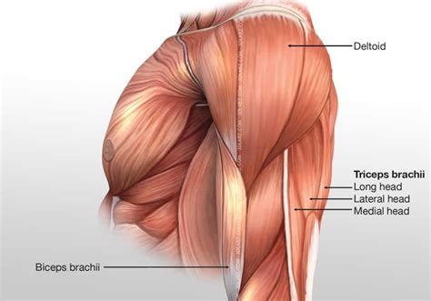 Posterior Arm Muscles Diagram Posterior Forearm Muscles These Four