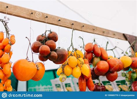 Tomato Cultivars In Farmers Market Colorful Variety Of Organic Tomato