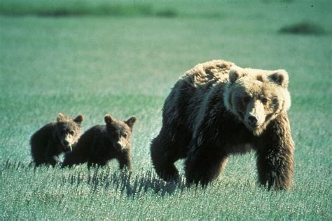 Grizzly Bears To Remain Protected From Trophy Hunters Appeals Court