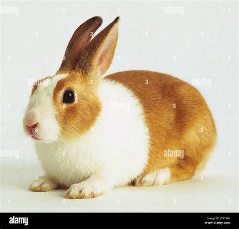 A Brown And White Rabbit Stock Photo Alamy