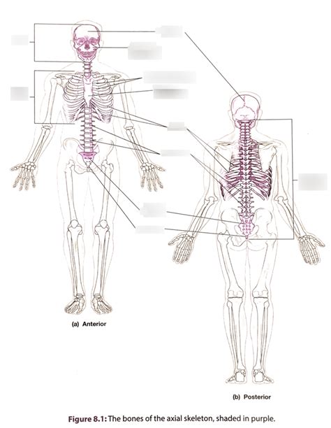 Chapter 8 The Bones Of The Axial Skeleton Diagram Quizlet