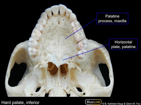 Hard Palate