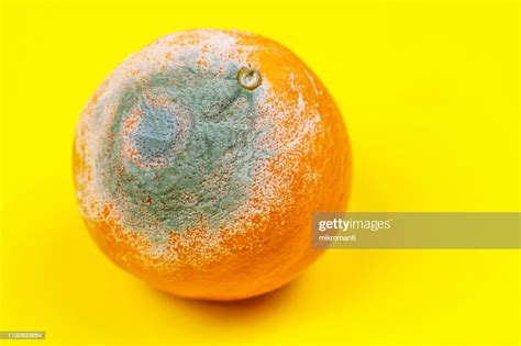 Rotten Orange Moldy Orange High Res Stock Photo Getty Images