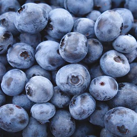 Blueberries 125g Punnet Fruitrunner
