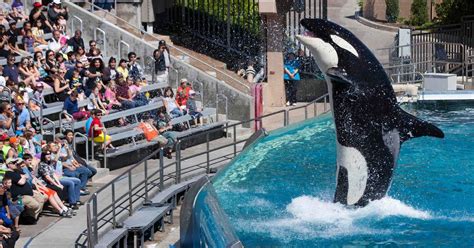 Seaworld Scraps Controversial Orca Breeding Programme The Irish Times