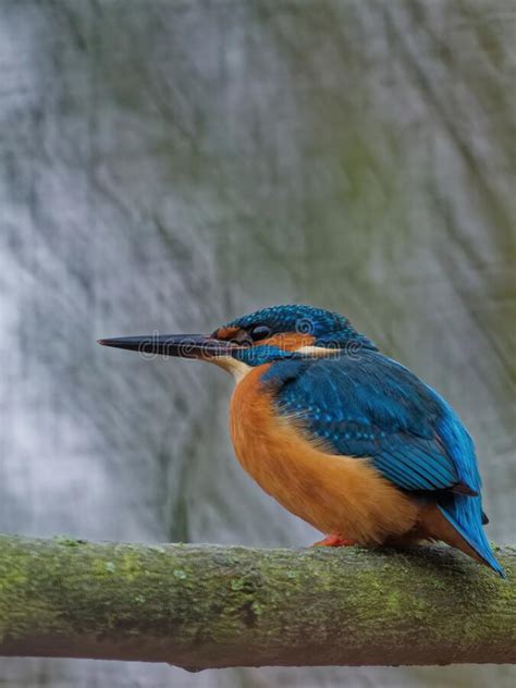 The Common Kingfisher Alcedo Atthis Also Known As The Eurasian