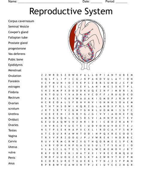The Reproductive System Word Search Wordmint