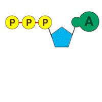Biology adp abbreviation meaning defined here. BIOdotEDU