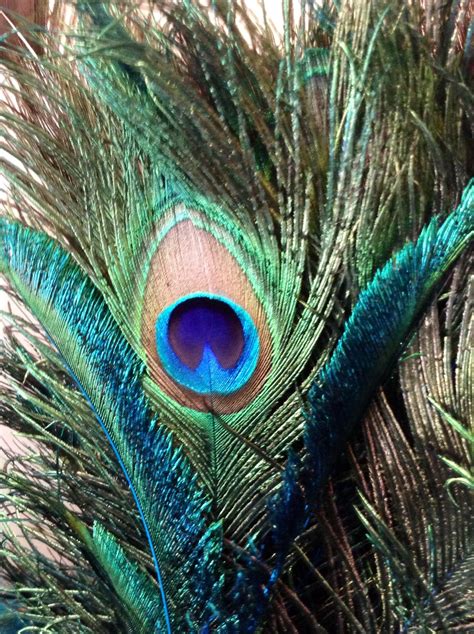 Peacock Peacockfeather Love Love Love This ️ Peacock Peacock