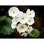 16 Beautiful Ranunculus Varieties