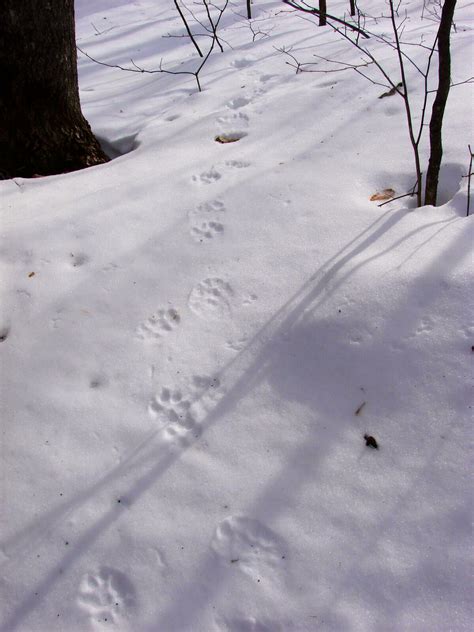 Animal Tracks In Snow Wisconsin Sanimale