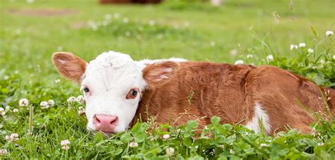 Farm Animals Deserve Protection Too Aspca Commends Az
