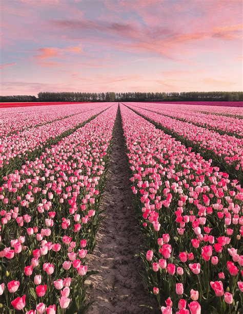 Tulip Field Aesthetic References Mdqahtani