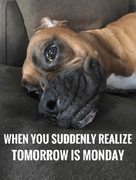 27 Dog Memes Monday Factory Memes