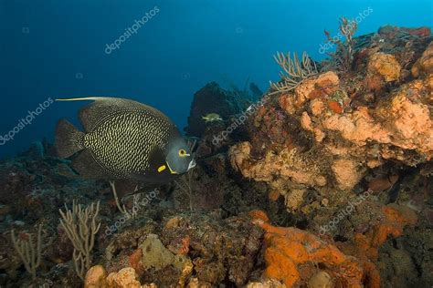 California Pacific Ocean Sea Life And Underwater Fish