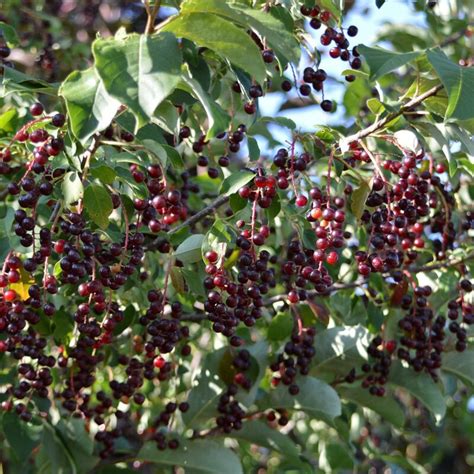 Prunus Serotina 3 Wild Black Cherry Scioto Gardens Nursery