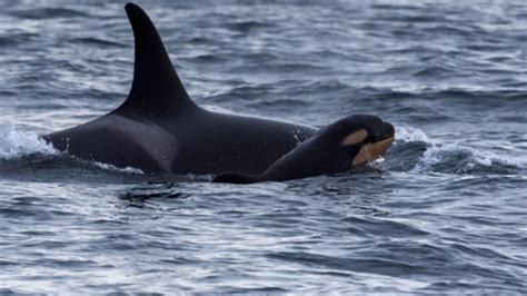 Orca Baby Boom 6th Baby Born This Year To Endangered Pod Cbc News