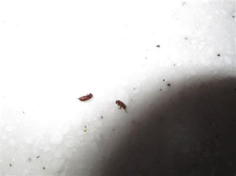 Tiny Reddish Bugs On Window Sill