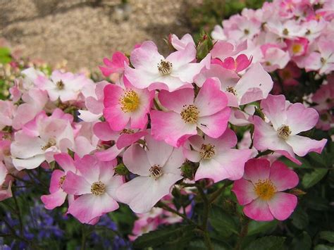 White And Pink Flowers Wallpaper 1024x768 32481