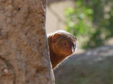 Dwarf Mongoose Zoochat