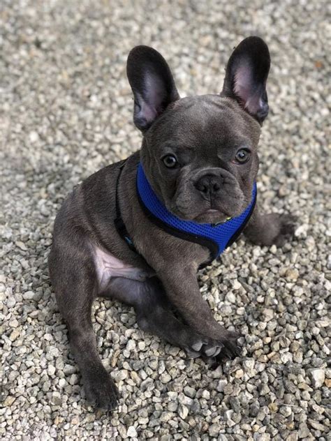 You should never buy a puppy based solely on price. French Bulldog Puppies Near Wisconsin - Pets Ideas