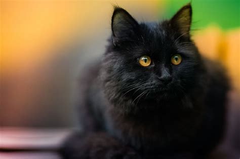 Обои на рабочий стол Черный пушистый кот фотограф Коротун Юрий обои
