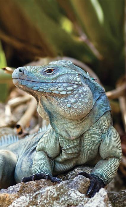Iguanas Have Oldest Reptilian Sex Chromosome