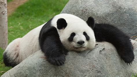 Panda And Bamboo Siowfa16 Science In Our World Certainty And