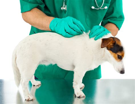 Dog Fleas Control What You Need To Do Dog Care Classroom