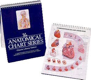 This is our groundwork for proportions. Anatomical Chart Books - Human Anatomy - Human body