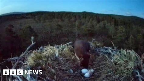 Pine Marten Poaches Loch Garten Ospreys Rotten Eggs Bbc News