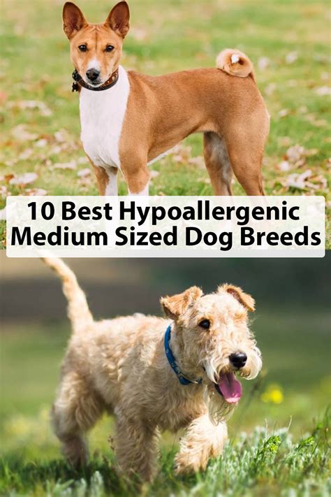 Here A List Of 10 Best Hypoallergenic Medium Sized Dog Types That Make