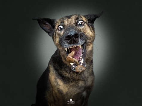 Dogs Catching Treats By Vieler Photography