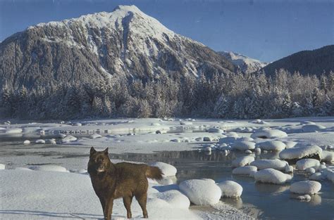 Pin By Tom Taylor On Wolves Alaska Winter Tongass