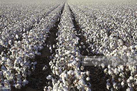 White Ripe Cotton Crop Plants Rows Field Ready For Harvest High Res