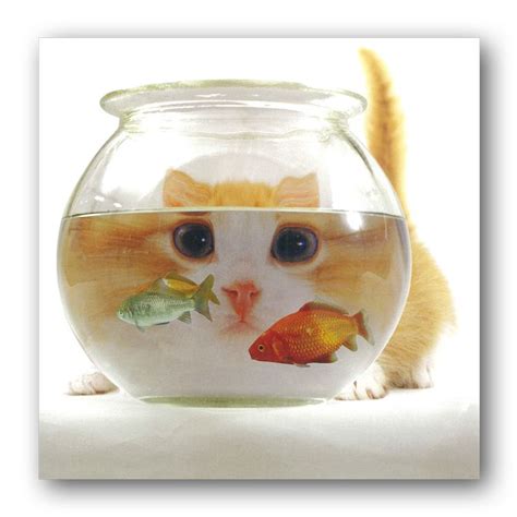 Funny Cat And Goldfish Greetings Card Goldfish Bowl Goldfish Fish
