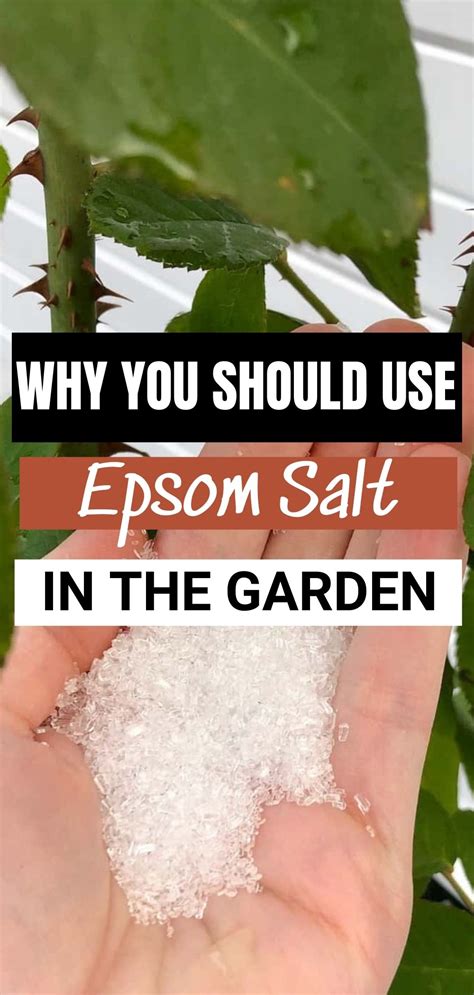 18 Reasons Why You Should Use Epsom Salt In The Garden