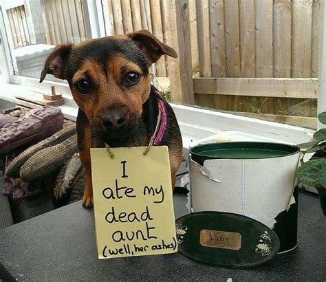 15 Hilarious Instances Of Dog Shaming Dog Shaming Photos Funny Dog